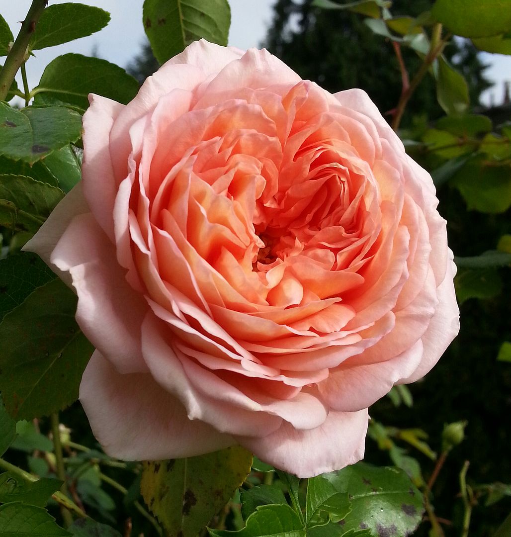  photo 20140920_102157-1_zpssnxchqtg.jpg